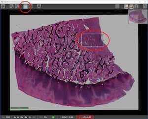 Exporting a Cropped Region