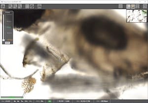 Multi-Layer Deep Zoom Viewer (Bottom Focus Level)