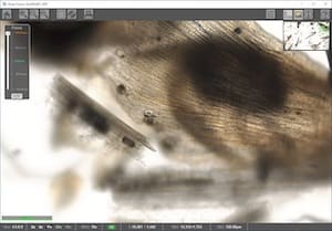 Multi-Layer Deep Zoom Viewer (Top Focus Level)