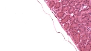 Original Field Image